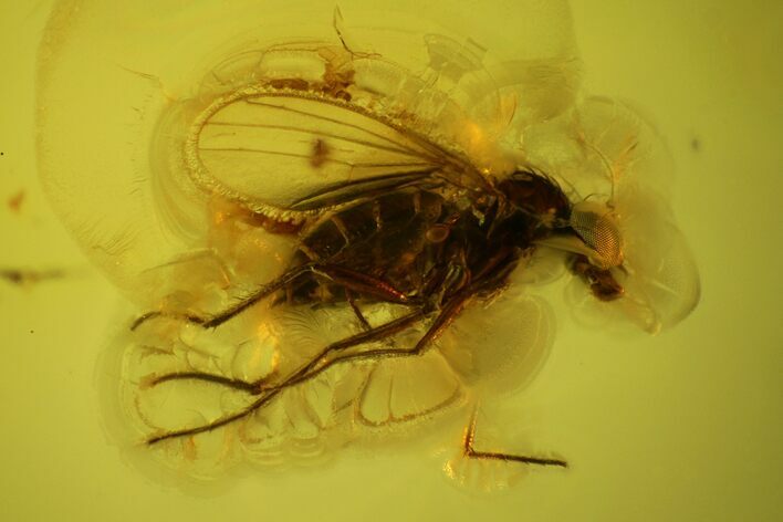 Fossil Fly (Diptera) In Baltic Amber With Very Detailed Eyes #145481